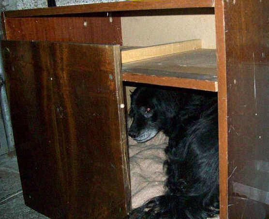A discarded cabinet served as Muddy's home